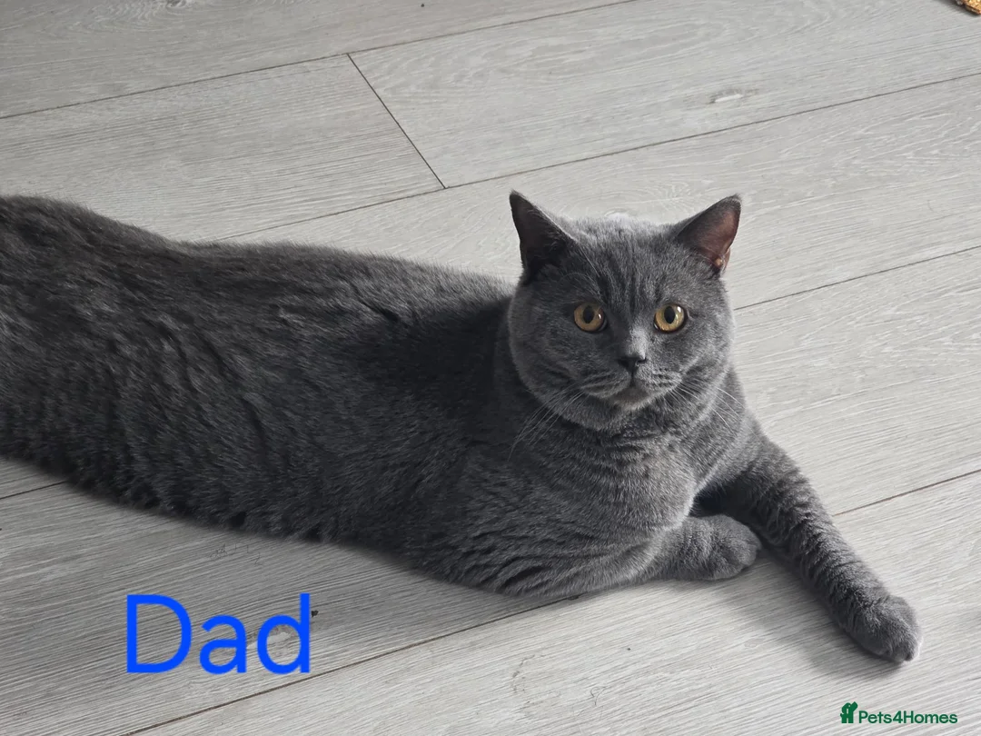 British Shorthair cats for sale: Beautiful Bsh kittens  - Advert 8