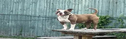Mixed Breed dogs for sale: Mum bull mix dad European Doberman Bullderman pups in Swansea - Advert 17