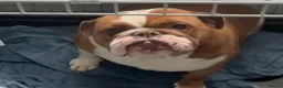 English Bulldog dogs for sale: Beautiful English bulldogs in Rochdale - Advert 5