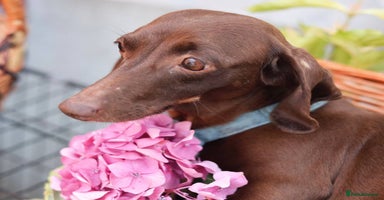 Dachshund dogs - Advert 7