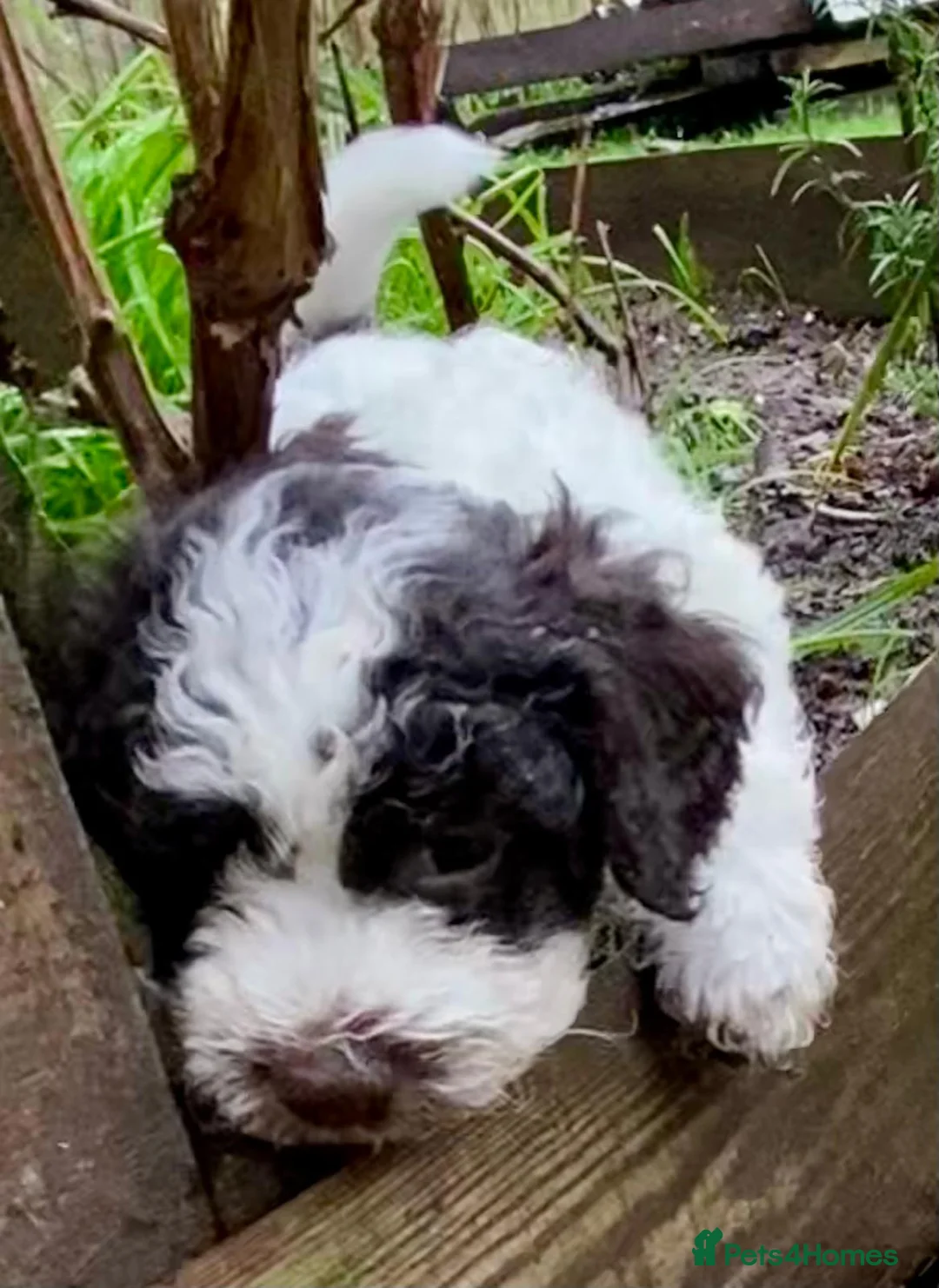 Lagotto Romagnolo dogs for sale: Three wonderful Lagotto pups available now - Advert 21
