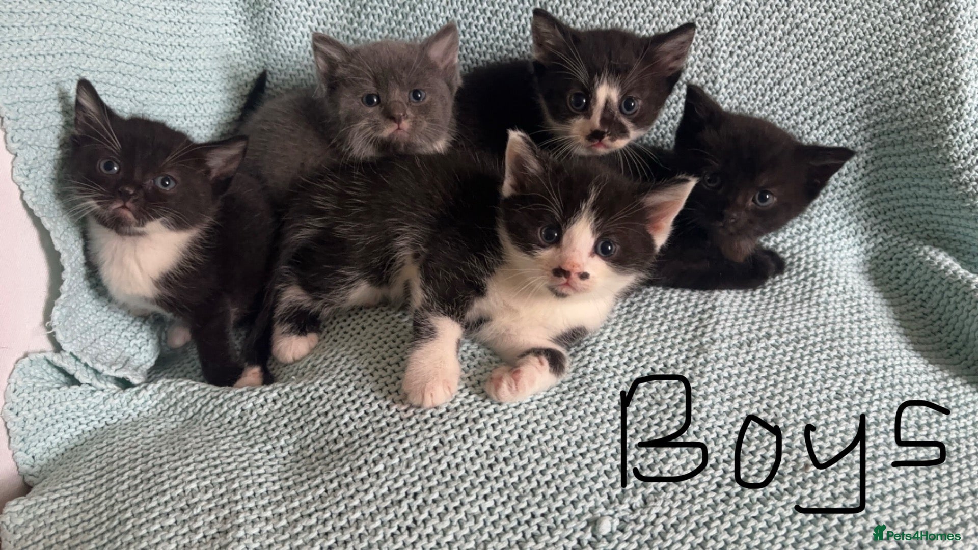 Russian Blue cats Domestic Shorthair & Russian Blue Kittens - Advert 5
