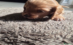 Cocker Spaniel dogs for sale: Working Cocker Spanial Puppies - Image 12