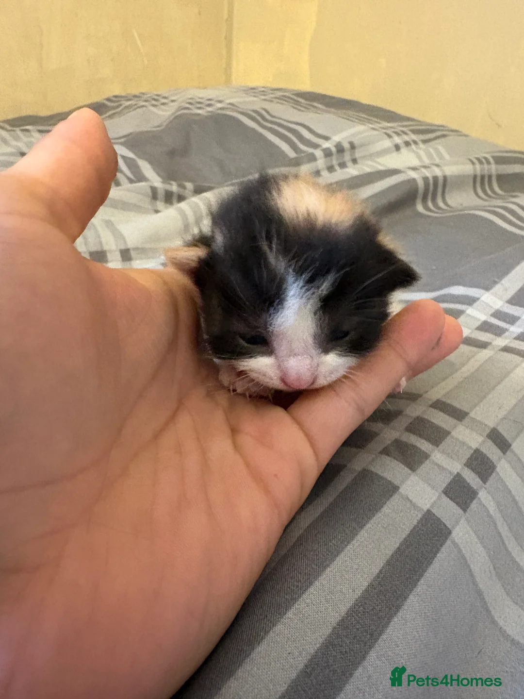 Mixed Breed cats for sale: Kittens  - Advert 5