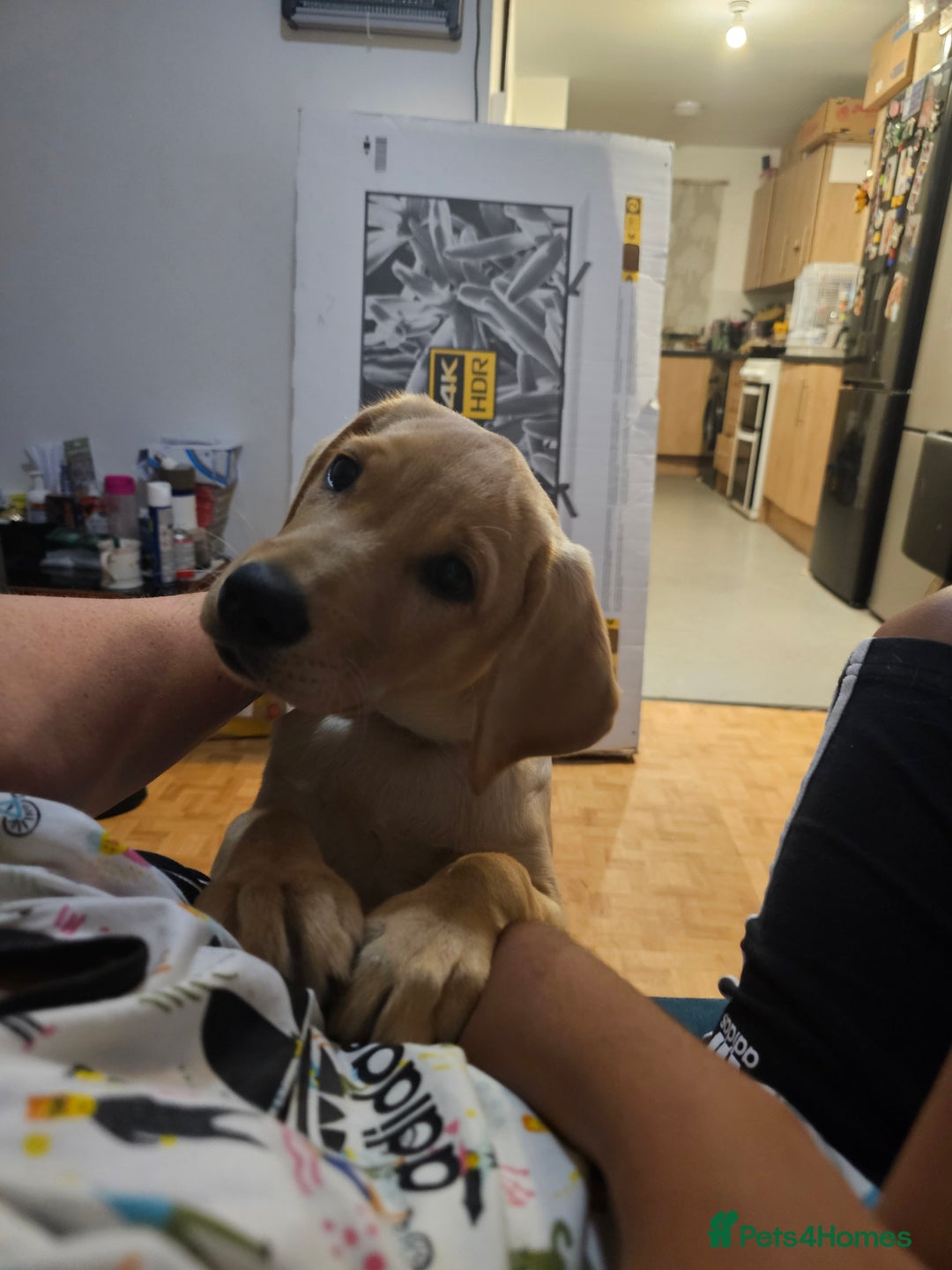Labrador Retriever dogs for sale: Labrador pup  - Image 5