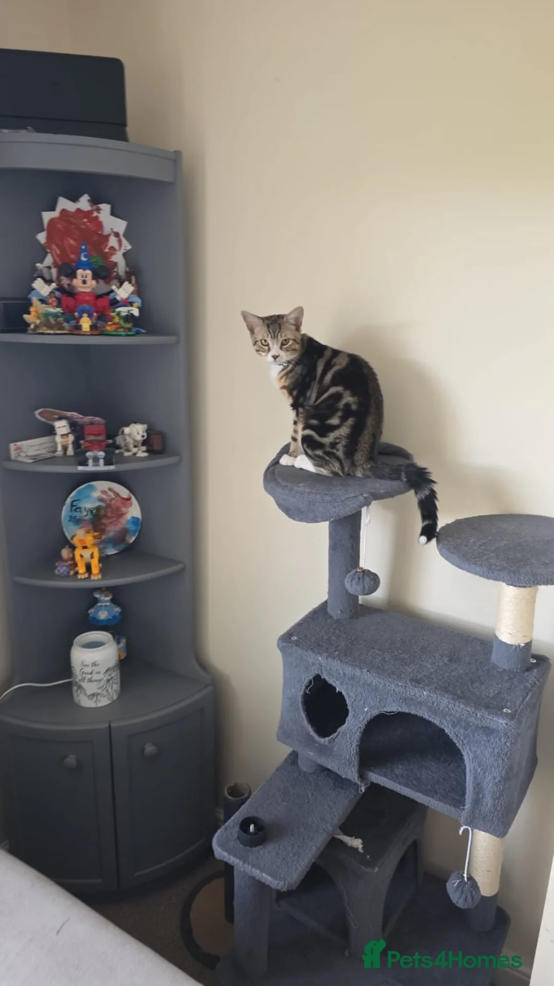 Mixed Breed cats for sale: 3 male boy kittens. in Frizington - Advert 3