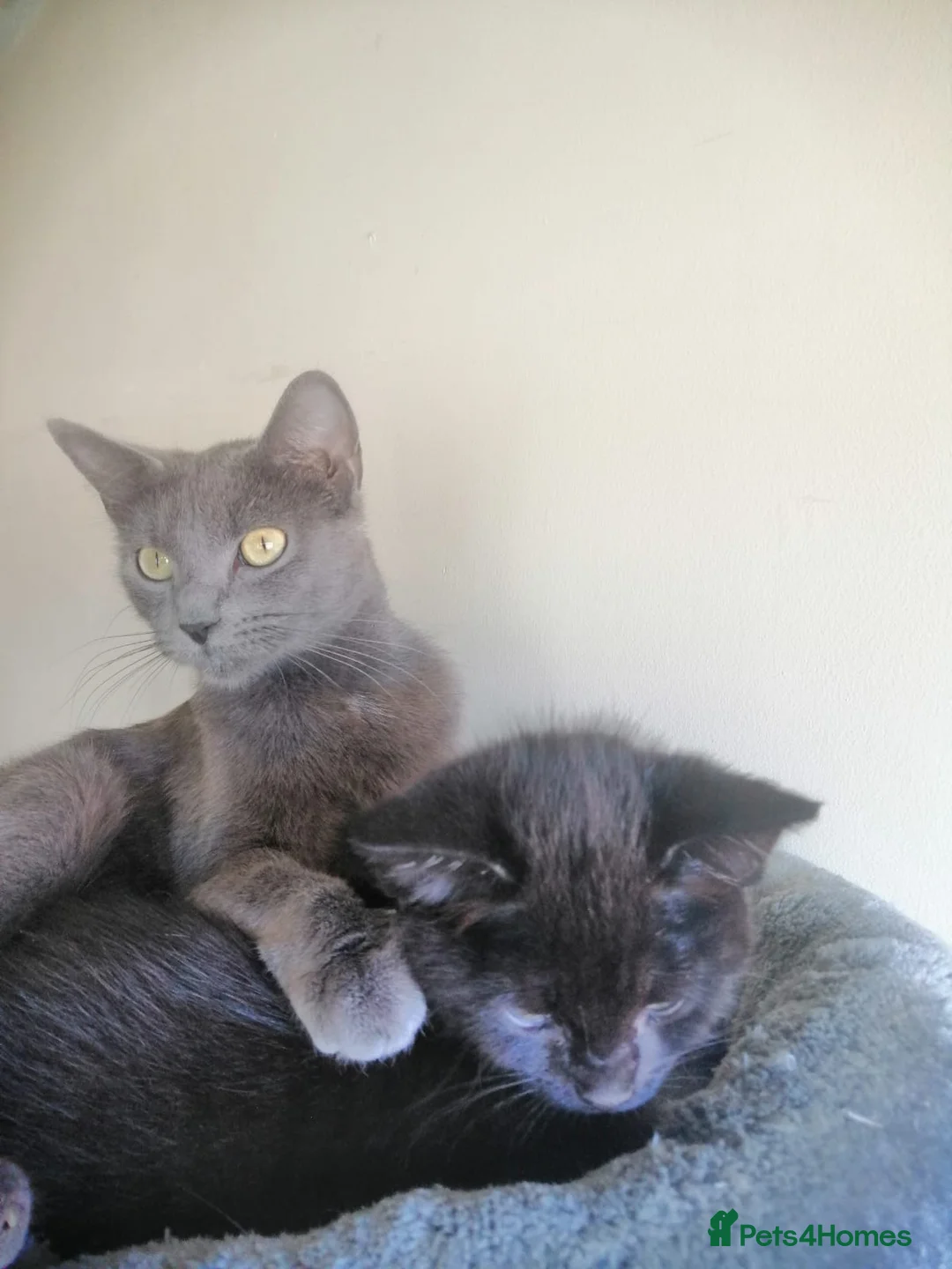 Mixed Breed cats for sale: Perfect Ragdoll × Russian blue cat mix  - Advert 2