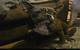 French Bulldog dogs for sale: French bulldog - Image 1