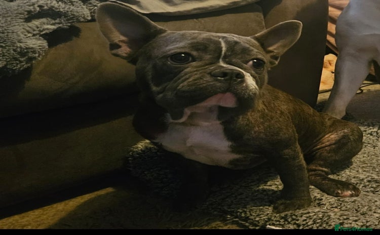 French Bulldog dogs - Advert 2