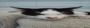 Gus