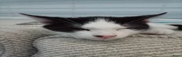 Domestic Shorthair cats for sale: Beautiful brother kittens - Advert 7