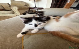Mixed Breed cats for sale: 5 beautiful kittens  - Image 4