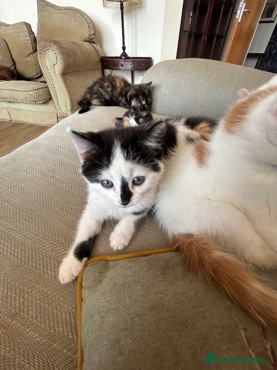 Mixed Breed cats for sale: 5 beautiful kittens  - Image 4