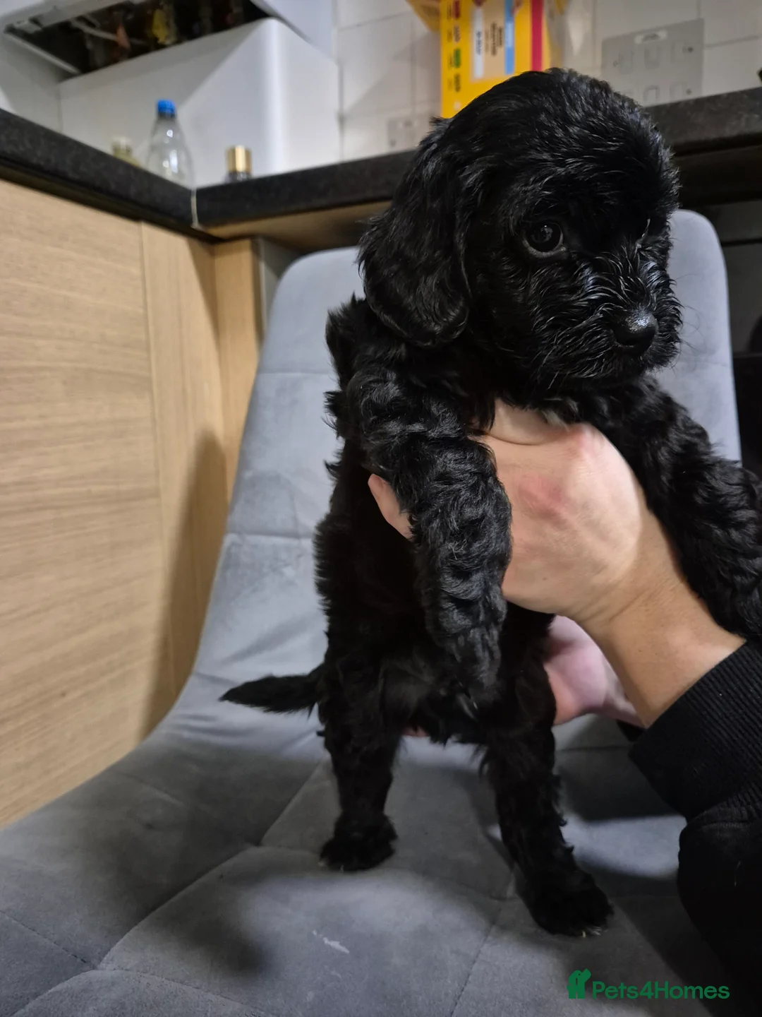 Cockapoo dogs for sale: 7 Cockapoo puppies - Advert 11