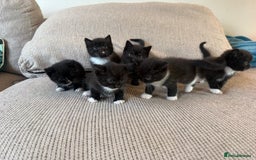 Mixed Breed cats for sale: Beautiful kittens for sale - Image 9