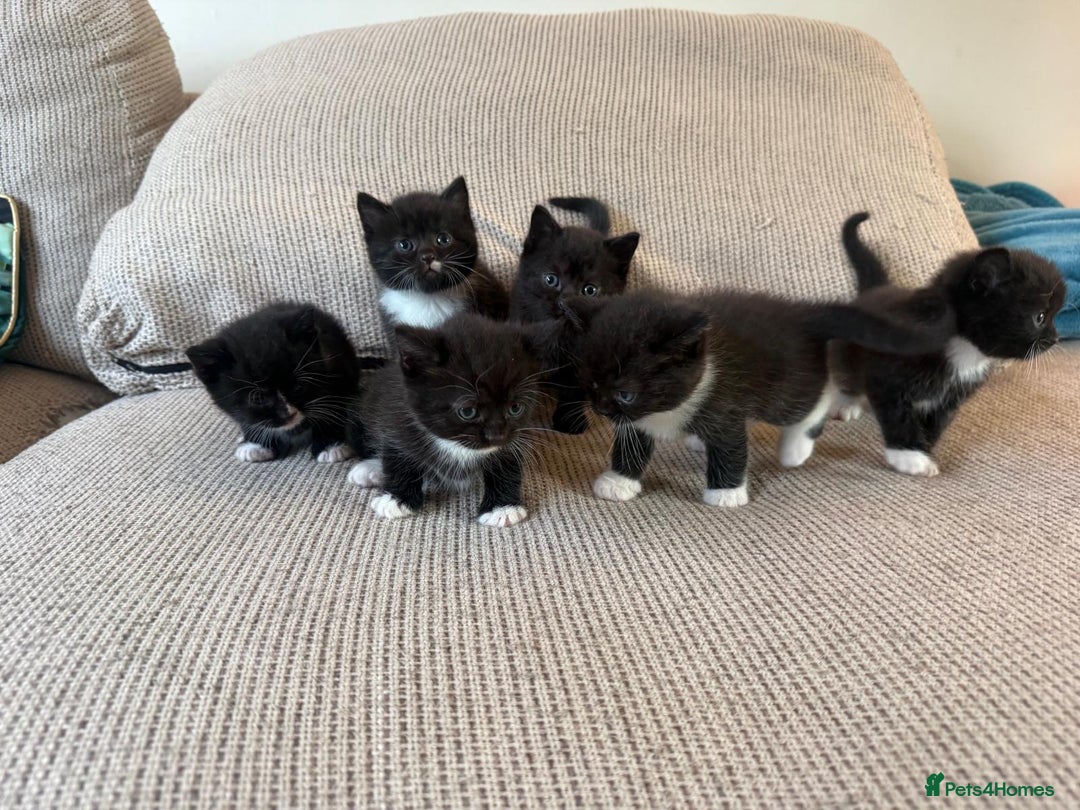 Mixed Breed cats for sale: Beautiful kittens for sale - Image 9