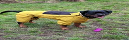 Rottweiler dogs for stud: 100% German bloodline Champion in Hebburn - Advert 8