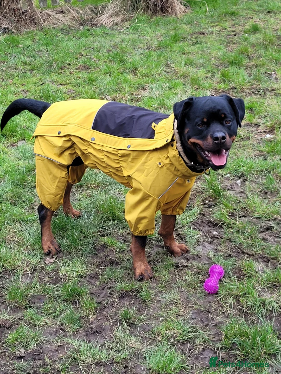 Rottweiler dogs for stud: 100% German bloodline Champion in Hebburn - Advert 8