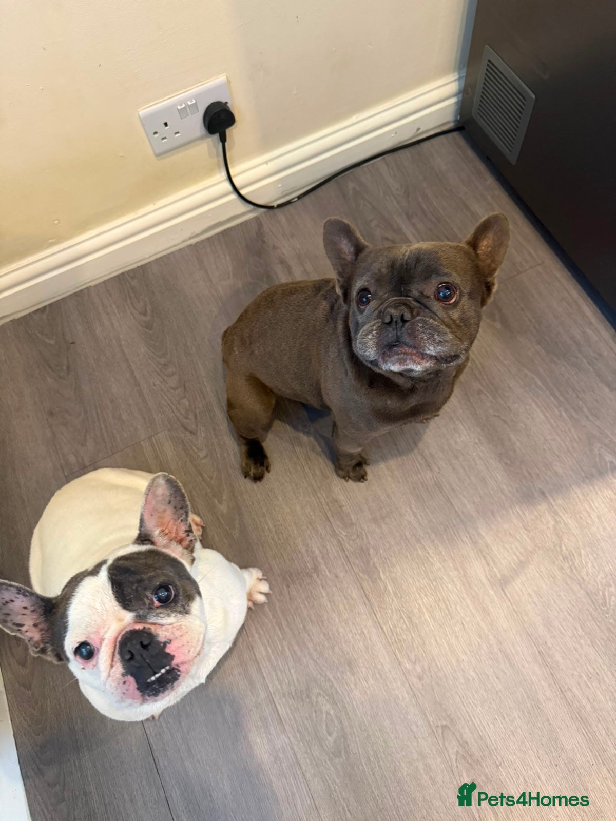 French Bulldog dogs French Buldog  - Advert 1