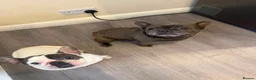 French Bulldog dogs for sale: French Buldog  - Advert 1