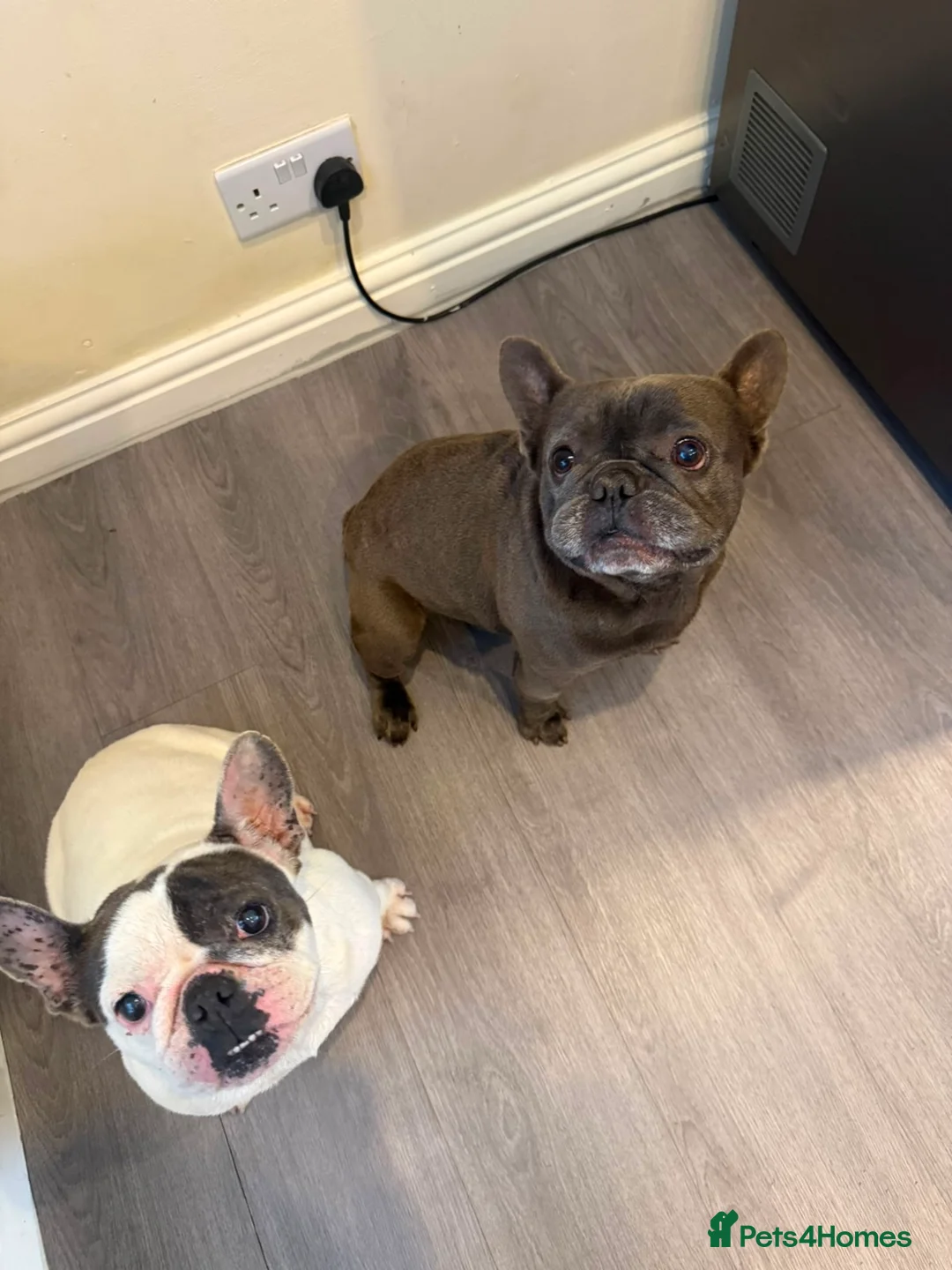 French Bulldog dogs for sale: French Buldog  - Advert 1