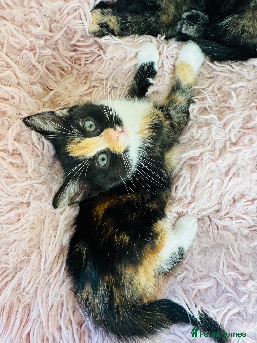 European cats for sale: 🐾Two Adorable Female Kittens! ✨ - Image 3