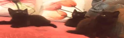 Mixed Breed cats for sale: Mixed Breed Black Female Kitten  - Advert 5