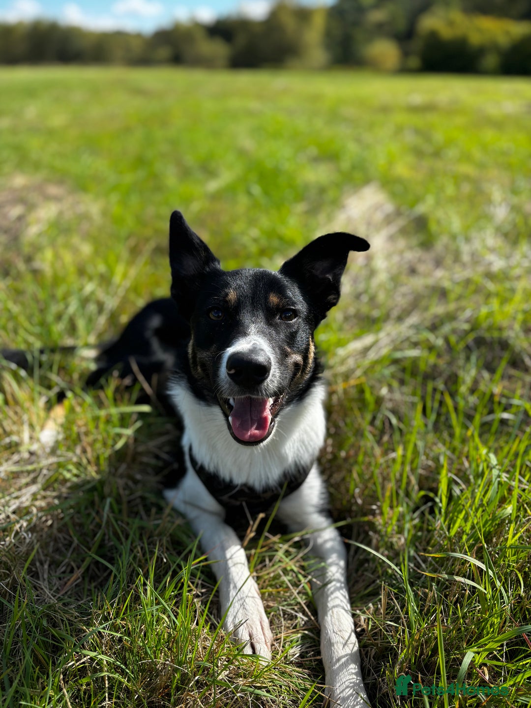 Mixed Breed dogs for sale: Collie mixed malinois  - Advert 8