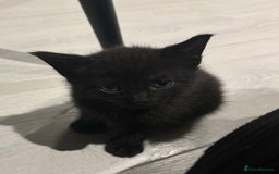 Mixed Breed cats for sale: Beautiful Mixed Kittens (Ginger/Tortie/Black) - Image 7
