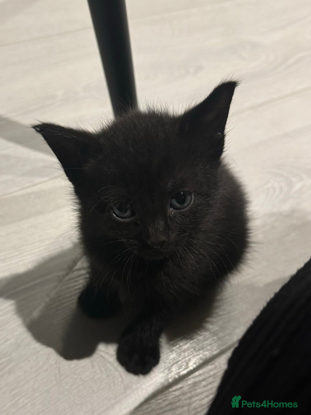 Mixed Breed cats for sale: Beautiful Mixed Kittens (Ginger/Tortie/Black) - Image 7