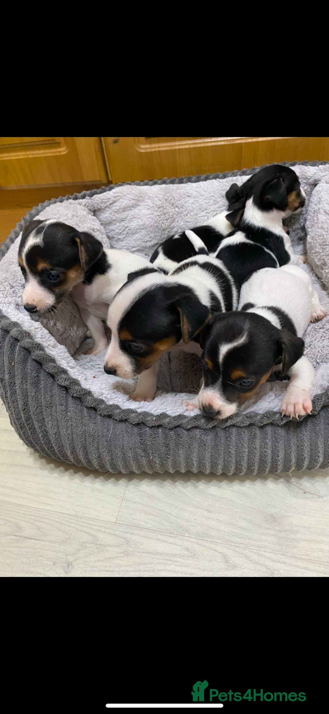 Jack Russell dogs for sale: Gorgeous bundle of Jack Russel puppies  - Image 1