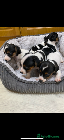 Jack Russell dogs - Advert 4