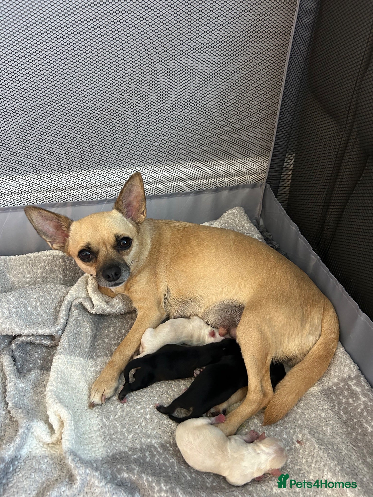 Chihuahua dogs Beautiful chihuahua babies - Advert 1