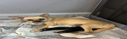 Chihuahua dogs for sale: Beautiful chihuahua babies - Advert 1
