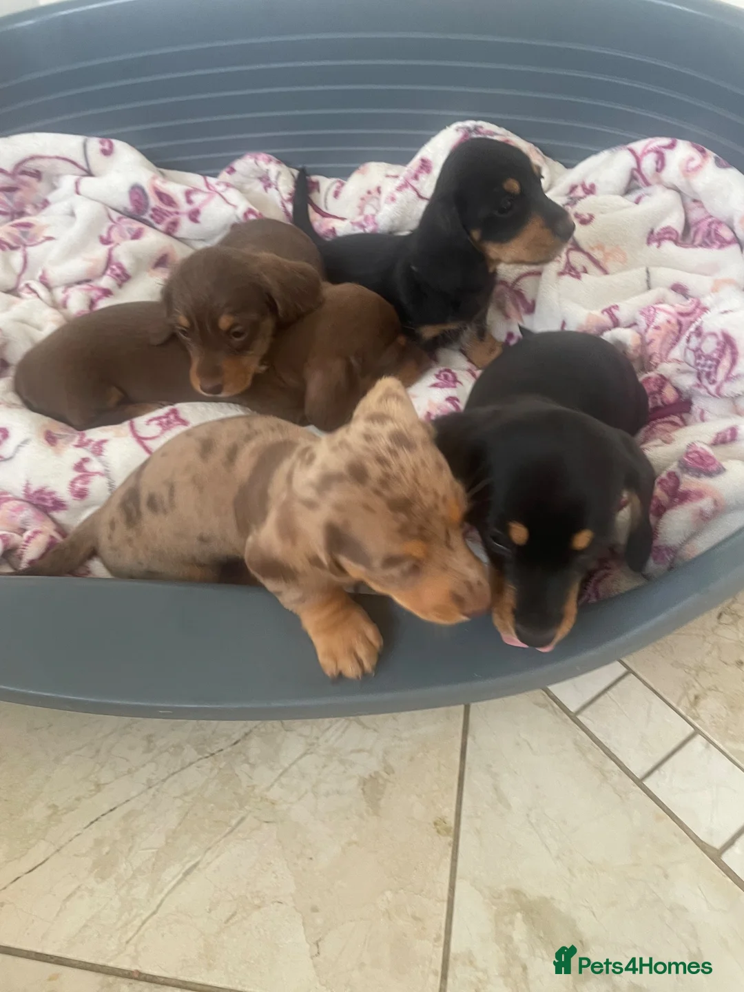 Dachshund dogs for sale: 5 lovely dachshund pups - Advert 2