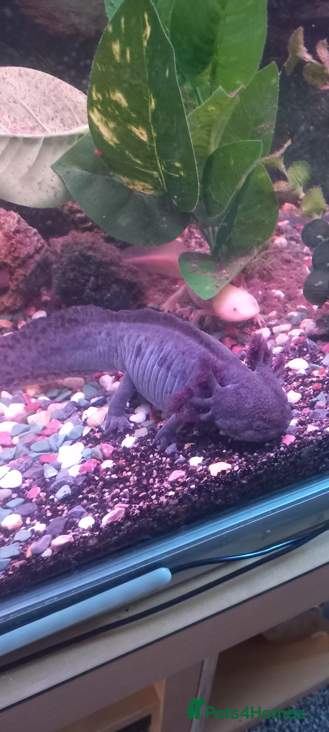 Axolotl reptiles for sale: 2xlarge axolotl  in Barry - Advert 2