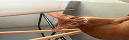 Abyssinian cats for sale: Pedigree Abyssinian boy for sale  - Advert 6