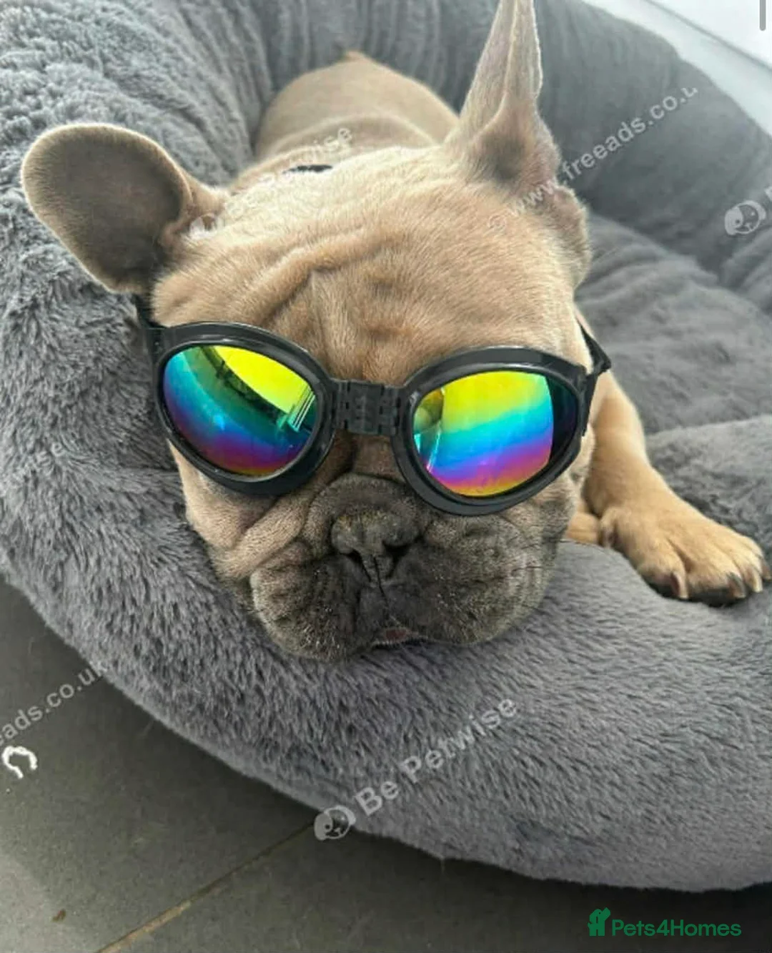 French Bulldog dogs for sale: French Bulldog for sale - Advert 4