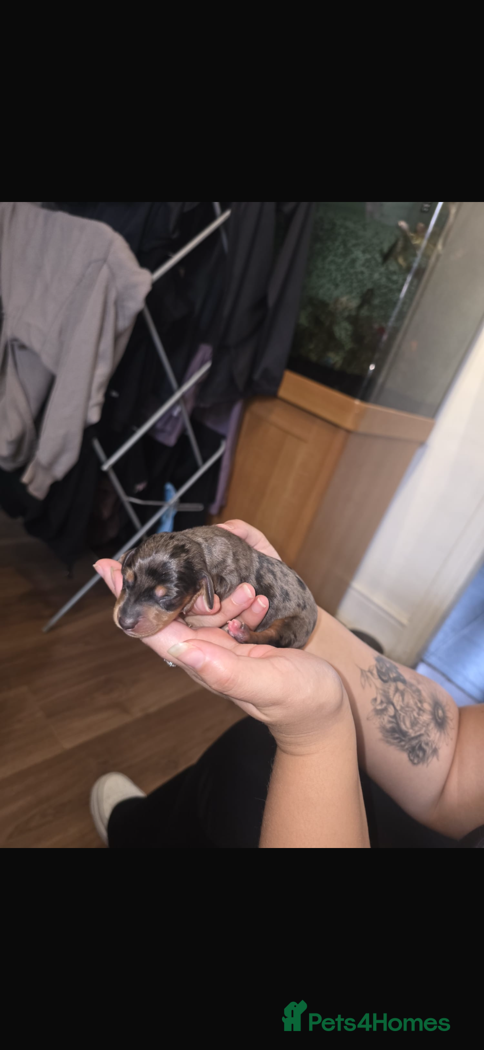 Miniature Dachshund dogs Miniature Dachshund puppies - Advert 3