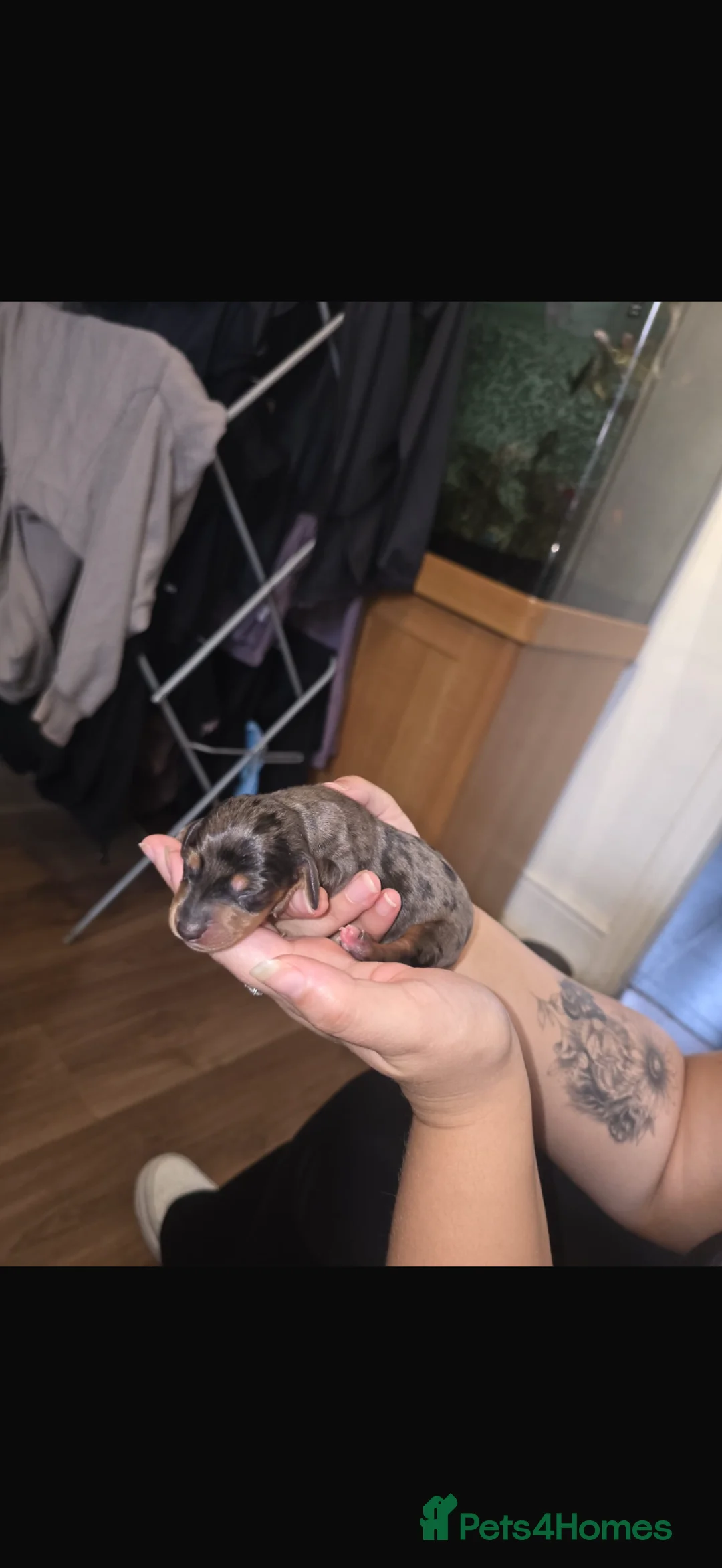 Miniature Dachshund dogs for sale: Miniature Dachshund puppies - Advert 1