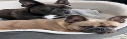 French Bulldog dogs for stud: French bulldog Stud  in Deeside - Advert 2