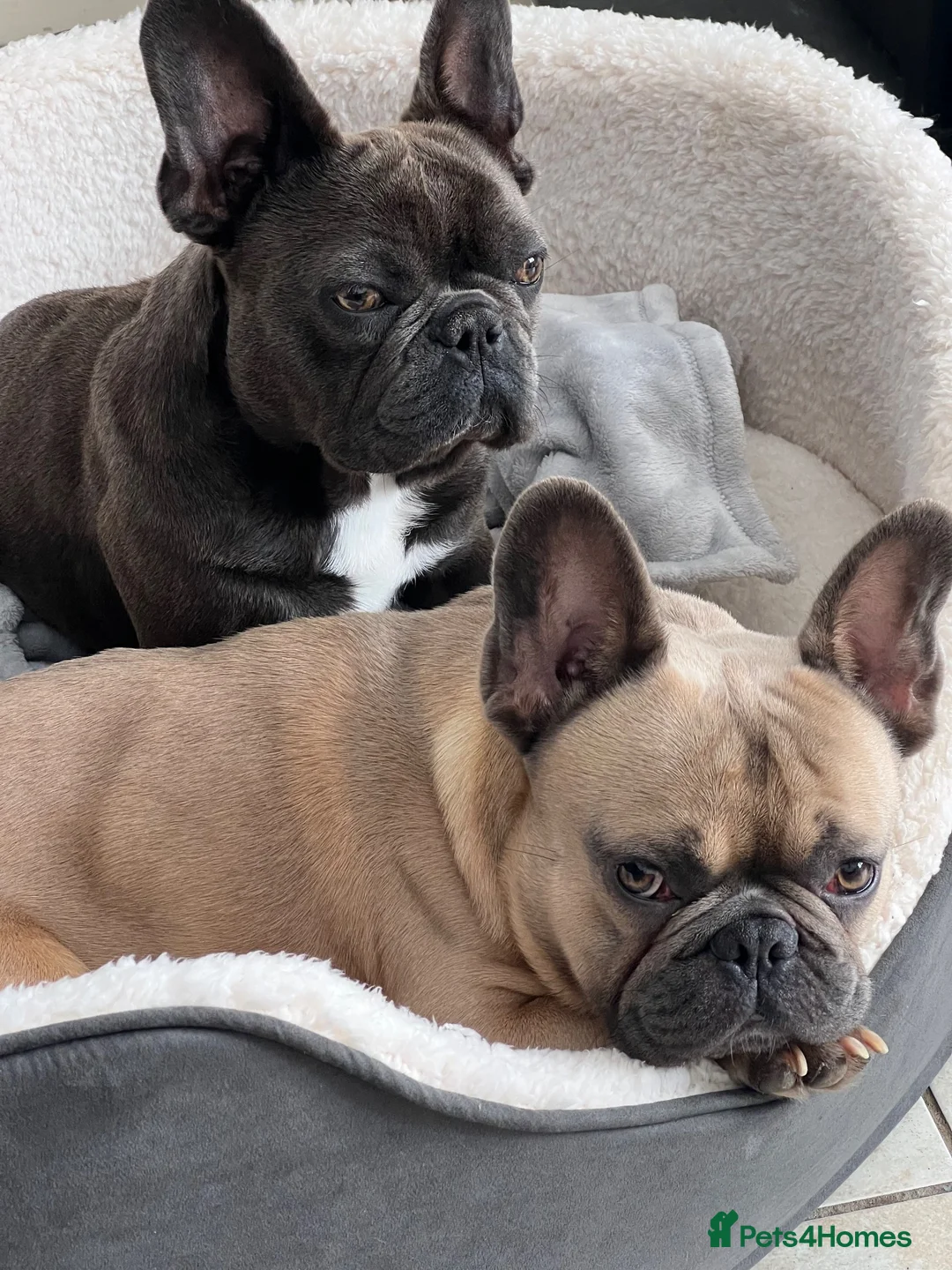 French Bulldog dogs for stud: French bulldog Stud  in Deeside - Advert 2
