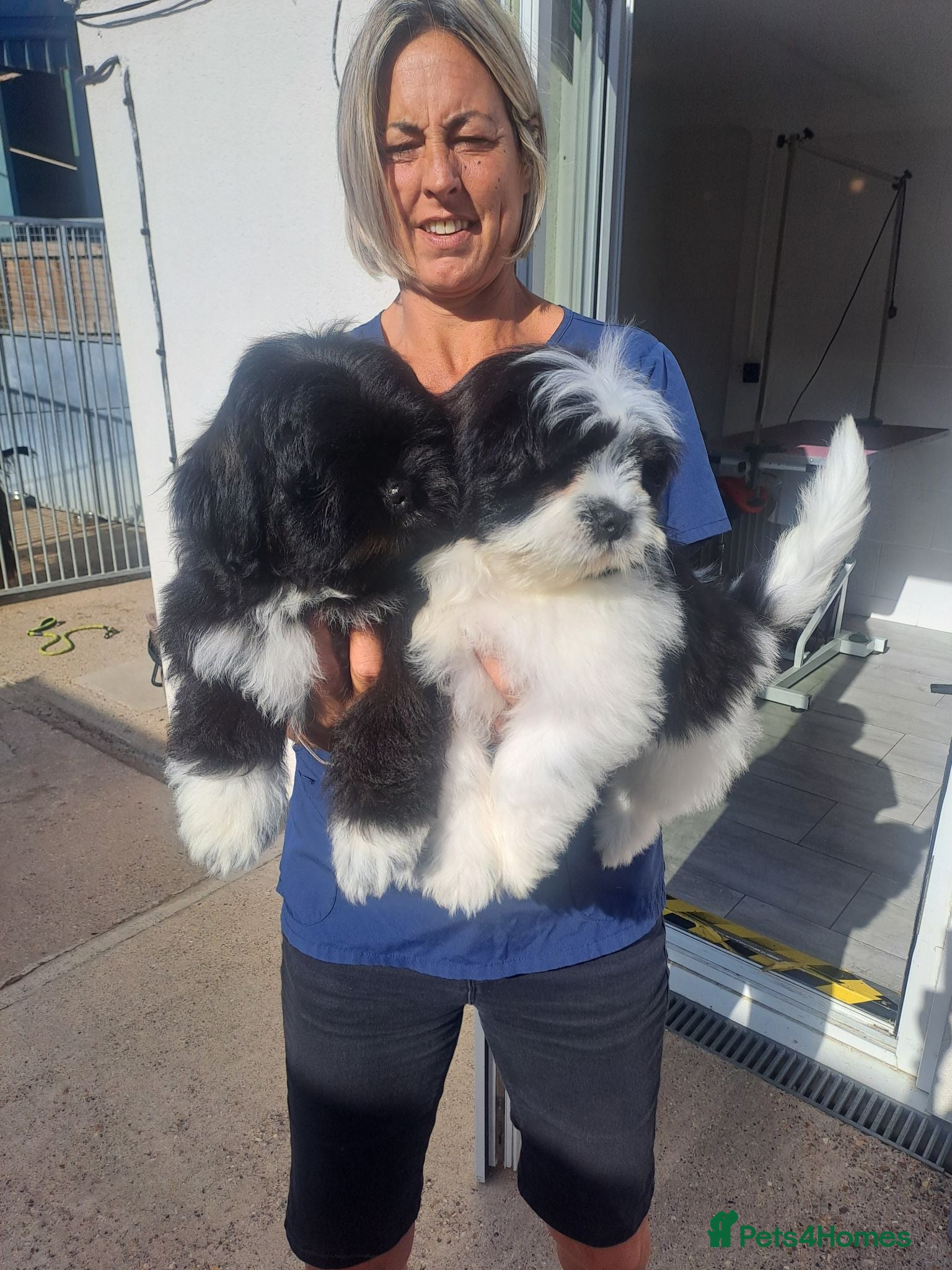 Lhasa Apso dogs Kc Registered Lhasa Apso Puppies  - Advert 4