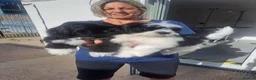 Lhasa Apso dogs for sale: Kc Registered Lhasa Apso Puppies  - Advert 1