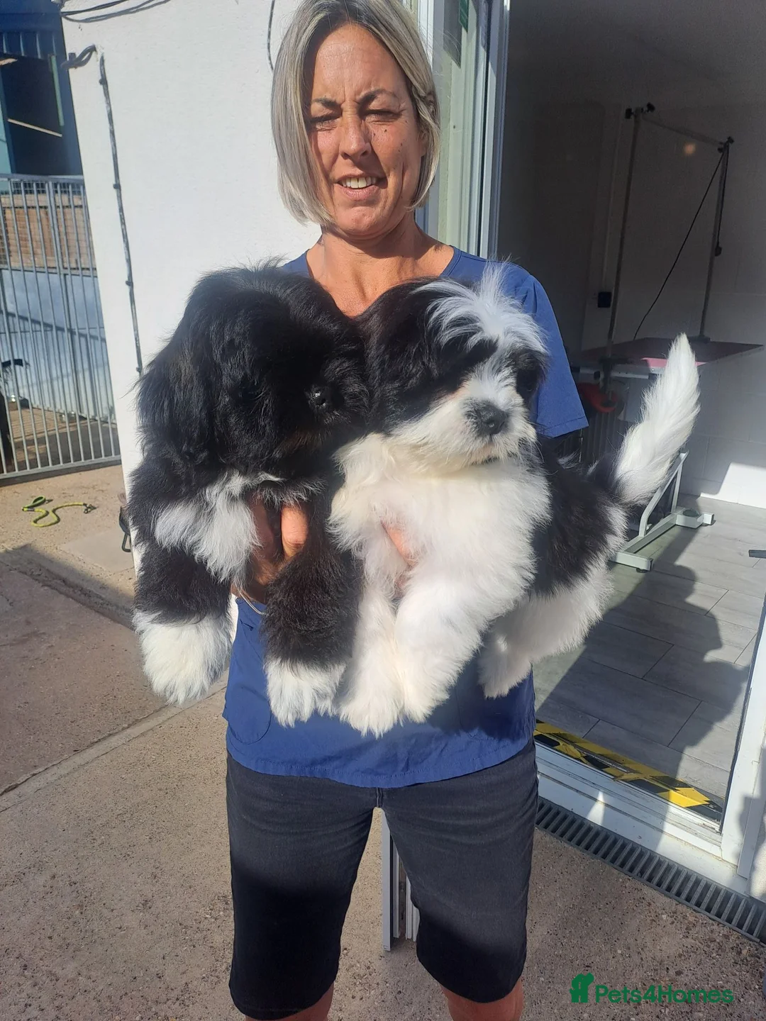 Lhasa Apso dogs for sale: Kc Registered Lhasa Apso Puppies  - Advert 1