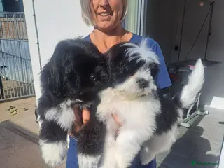 Lhasa Apso dogs Kc Registered Lhasa Apso Puppies - Advert 6