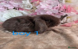 Mini Lop rabbits for sale: 🩷✨️Pure bred chocolate mini lop babies ✨️🩷 - Image 2