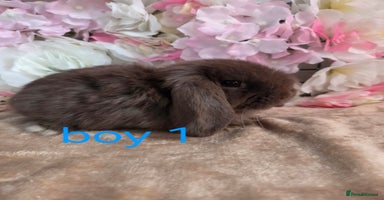 Mini Lop rabbits - Advert 11