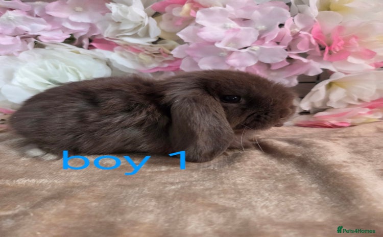 Mini Lop rabbits - Advert 4