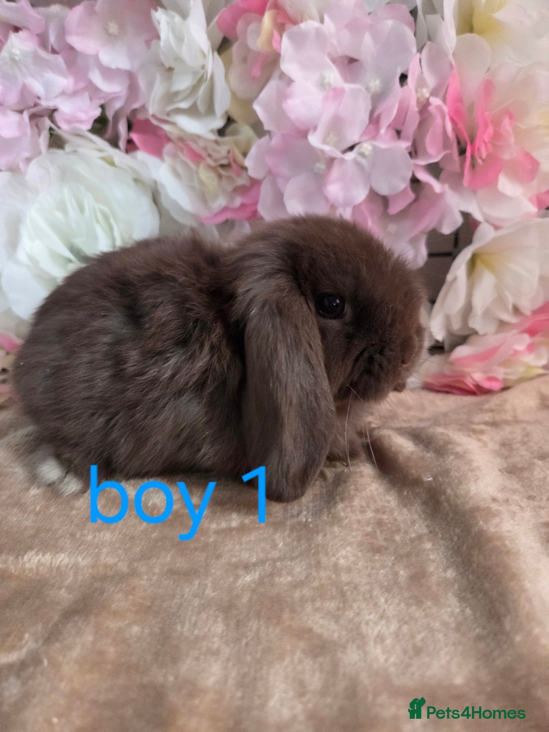 Mini Lop rabbits for sale: 🩷✨️Pure bred chocolate mini lop babies ✨️🩷 - Image 2